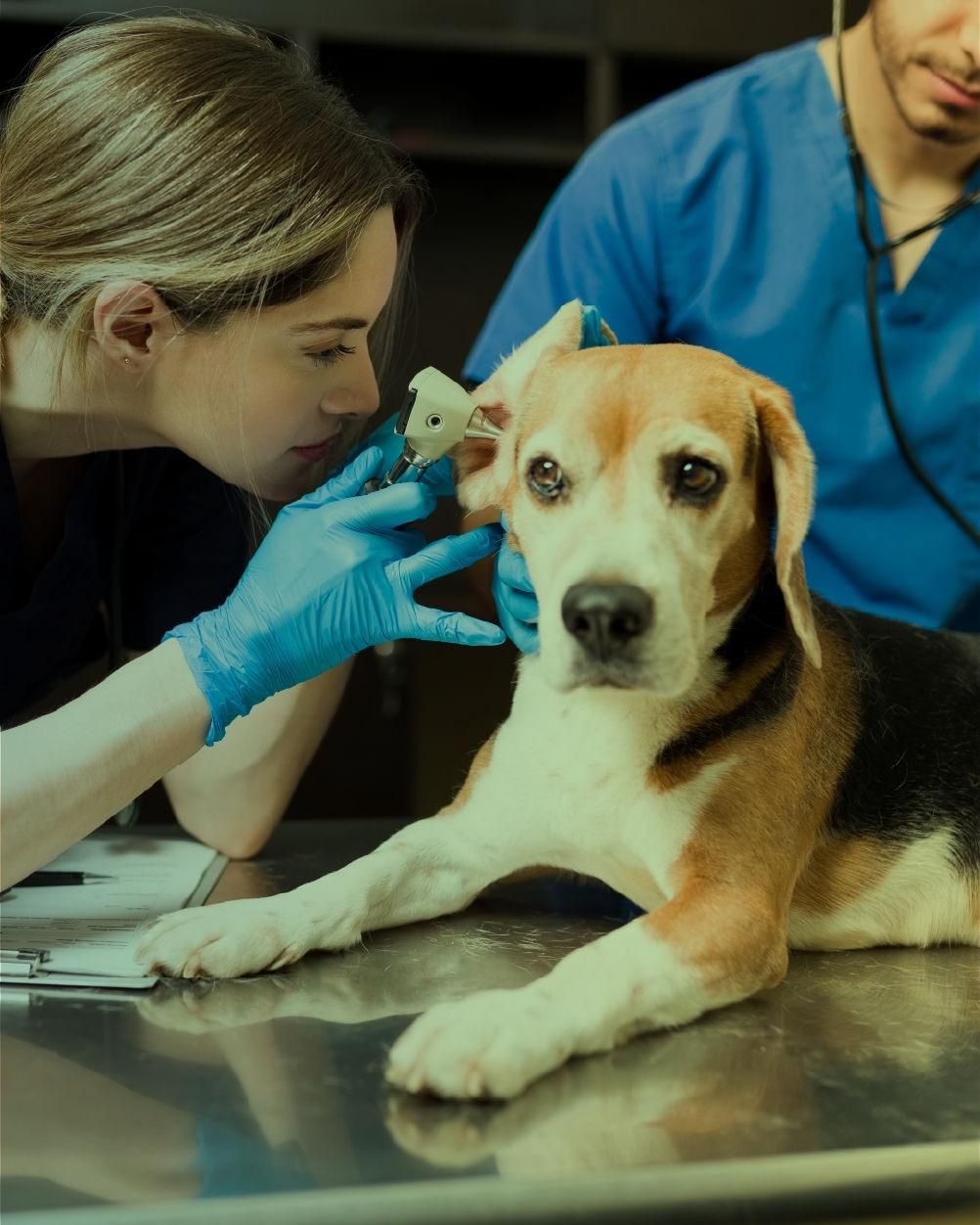 Medicina Veterinaria y Zootecnia